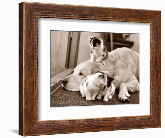 Golden Retriever Dog Adopts Kittens, 1964-null-Framed Photographic Print