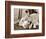 Golden Retriever Dog Adopts Kittens, 1964-null-Framed Photographic Print