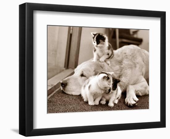 Golden Retriever Dog Adopts Kittens, 1964-null-Framed Photographic Print