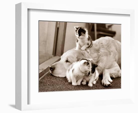 Golden Retriever Dog Adopts Kittens, 1964--Framed Photographic Print