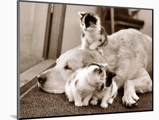 Photographic Print, , large