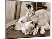 Photographic Print