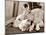 Golden Retriever Dog Adopts Kittens, 1964-null-Mounted Photographic Print