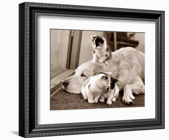 Golden Retriever Dog Adopts Kittens, 1964-null-Framed Photographic Print