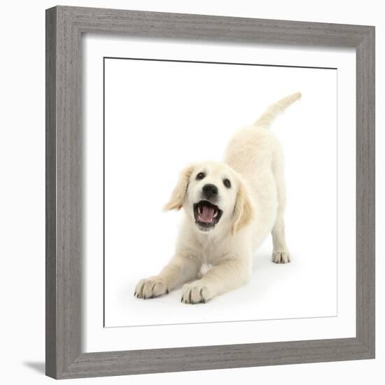 Golden Retriever Dog Pup, Oscar, 3 Months, In Play-Bow, Against White Background-Mark Taylor-Framed Photographic Print