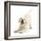 Golden Retriever Dog Pup, Oscar, 3 Months, In Play-Bow, Against White Background-Mark Taylor-Framed Photographic Print
