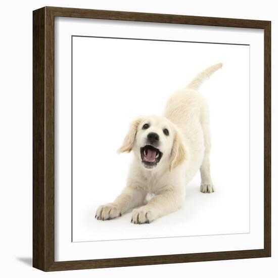 Golden Retriever Dog Pup, Oscar, 3 Months, In Play-Bow, Against White Background-Mark Taylor-Framed Photographic Print