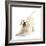 Golden Retriever Dog Pup, Oscar, 3 Months, In Play-Bow, Against White Background-Mark Taylor-Framed Photographic Print