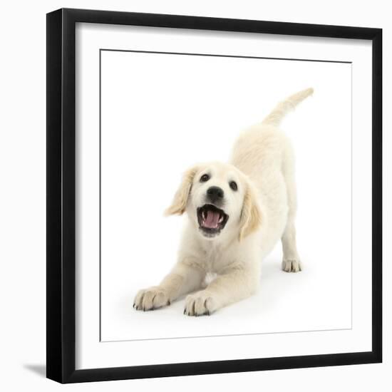 Golden Retriever Dog Pup, Oscar, 3 Months, In Play-Bow, Against White Background-Mark Taylor-Framed Photographic Print