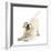 Golden Retriever Dog Pup, Oscar, 3 Months, In Play-Bow, Against White Background-Mark Taylor-Framed Photographic Print