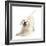 Golden Retriever Dog Pup, Oscar, 3 Months, In Play-Bow, Against White Background-Mark Taylor-Framed Photographic Print