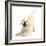 Golden Retriever Dog Pup, Oscar, 3 Months, In Play-Bow, Against White Background-Mark Taylor-Framed Photographic Print