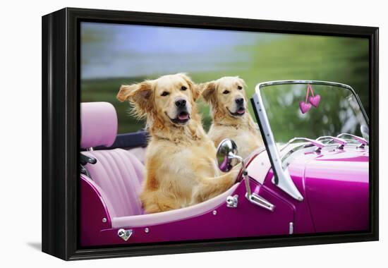 Golden Retriever Dog, Two Valentine Dog Couple in Car-null-Framed Premier Image Canvas