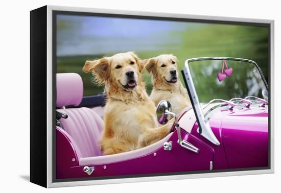 Golden Retriever Dog, Two Valentine Dog Couple in Car-null-Framed Premier Image Canvas