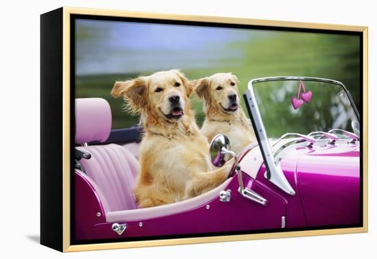 Golden Retriever Dog, Two Valentine Dog Couple in Car-null-Framed Premier Image Canvas