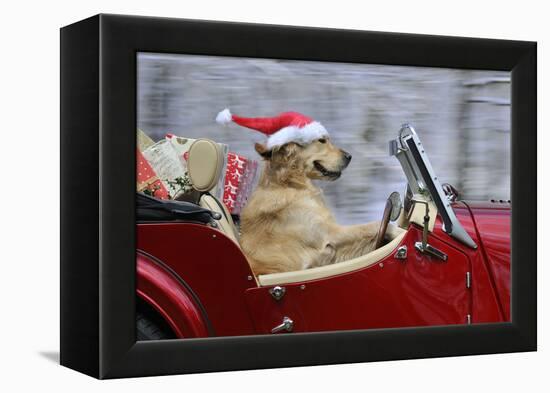 Golden Retriever Dog Wearing Father Christmas-null-Framed Premier Image Canvas