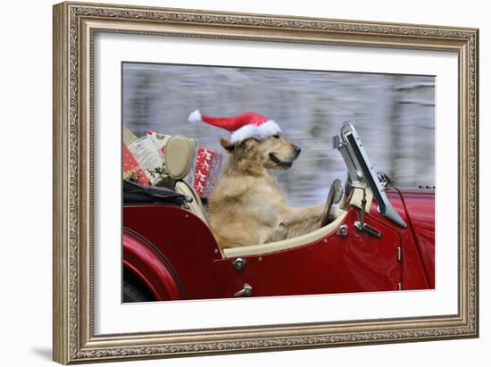 Golden Retriever Dog Wearing Father Christmas-null-Framed Premium Photographic Print