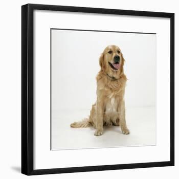 The Dog Dicer | Photographic Print