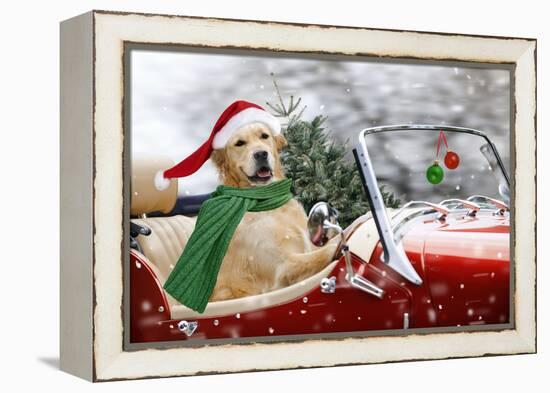 Golden Retriever Driving Car Collecting Christmas Tree-null-Framed Premier Image Canvas