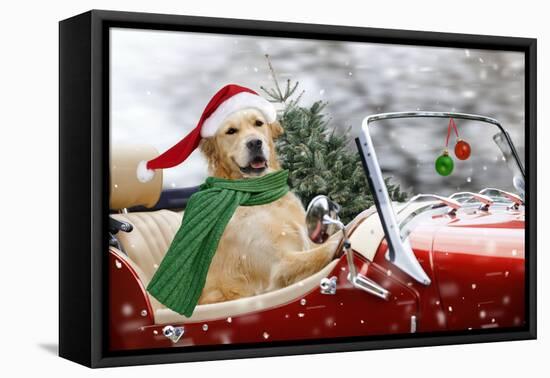 Golden Retriever Driving Car Collecting Christmas Tree-null-Framed Premier Image Canvas