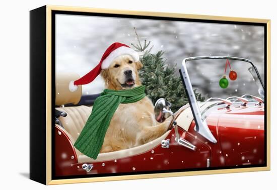 Golden Retriever Driving Car Collecting Christmas Tree-null-Framed Premier Image Canvas