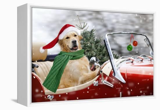 Golden Retriever Driving Car Collecting Christmas Tree-null-Framed Premier Image Canvas