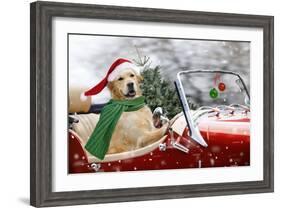 Golden Retriever Driving Car Collecting Christmas Tree-null-Framed Photographic Print