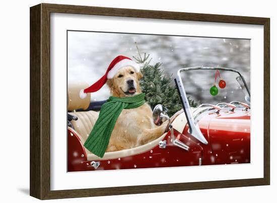 Golden Retriever Driving Car Collecting Christmas Tree-null-Framed Photographic Print