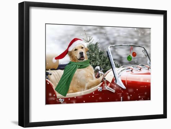 Golden Retriever Driving Car Collecting Christmas Tree-null-Framed Photographic Print