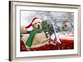 Golden Retriever Driving Car Collecting Christmas Tree-null-Framed Photographic Print
