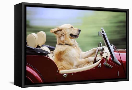 Golden Retriever Driving Car-null-Framed Premier Image Canvas