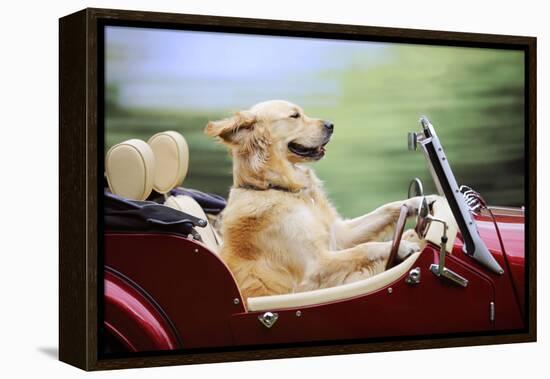 Golden Retriever Driving Car-null-Framed Premier Image Canvas
