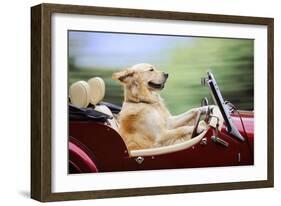Golden Retriever Driving Car-null-Framed Photographic Print