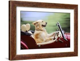 Golden Retriever Driving Car-null-Framed Photographic Print