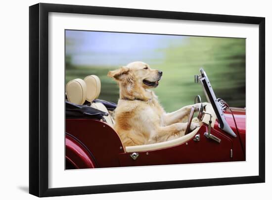 Golden Retriever Driving Car-null-Framed Photographic Print