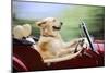 Golden Retriever Driving Car-null-Mounted Photographic Print