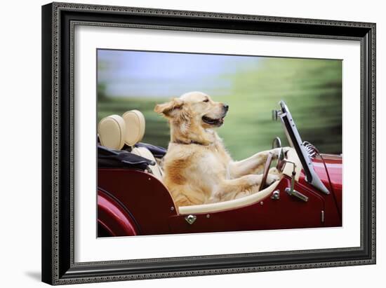 Golden Retriever Driving Car-null-Framed Photographic Print