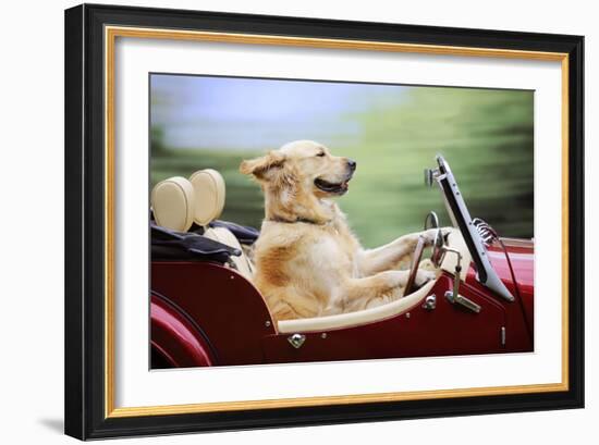 Golden Retriever Driving Car-null-Framed Photographic Print