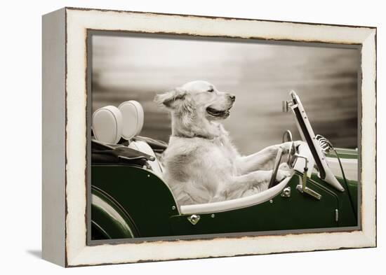 Golden Retriever in Car-null-Framed Premier Image Canvas