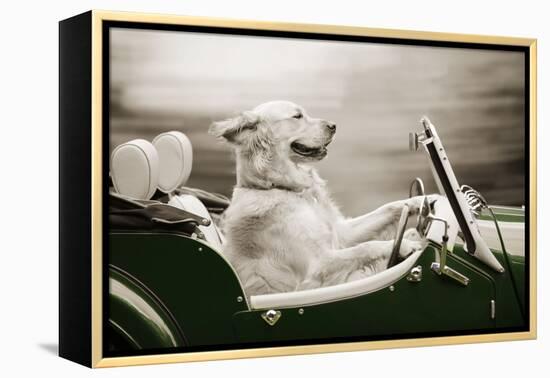 Golden Retriever in Car-null-Framed Premier Image Canvas