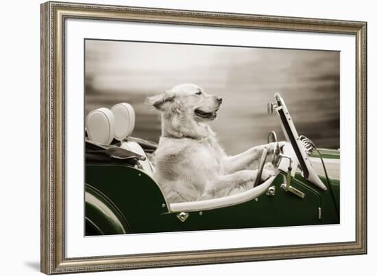 Golden Retriever in Car-null-Framed Photographic Print