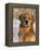 Golden Retriever in Snow (Canis Familiaris) Illinois, USA-Lynn M. Stone-Framed Premier Image Canvas