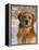 Golden Retriever in Snow (Canis Familiaris) Illinois, USA-Lynn M. Stone-Framed Premier Image Canvas