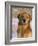 Golden Retriever in Snow (Canis Familiaris) Illinois, USA-Lynn M. Stone-Framed Photographic Print