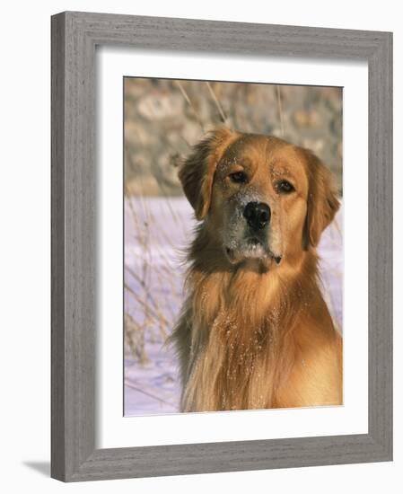 Golden Retriever in Snow (Canis Familiaris) Illinois, USA-Lynn M. Stone-Framed Photographic Print