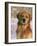 Golden Retriever in Snow (Canis Familiaris) Illinois, USA-Lynn M. Stone-Framed Photographic Print