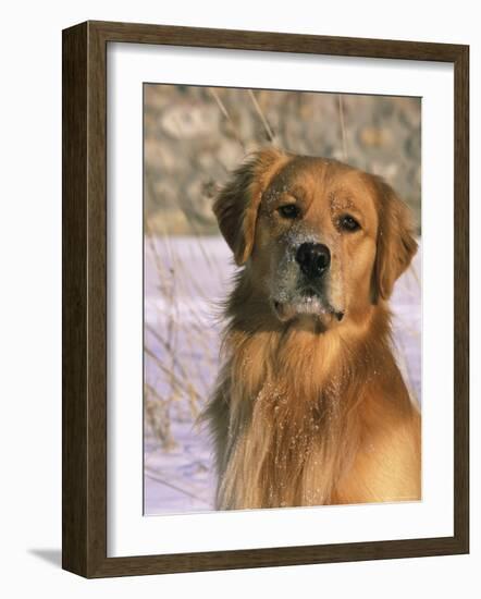 Golden Retriever in Snow (Canis Familiaris) Illinois, USA-Lynn M. Stone-Framed Photographic Print