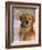 Golden Retriever in Snow (Canis Familiaris) Illinois, USA-Lynn M. Stone-Framed Photographic Print