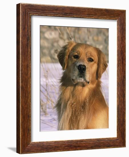 Golden Retriever in Snow (Canis Familiaris) Illinois, USA-Lynn M. Stone-Framed Photographic Print