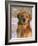 Golden Retriever in Snow (Canis Familiaris) Illinois, USA-Lynn M. Stone-Framed Photographic Print